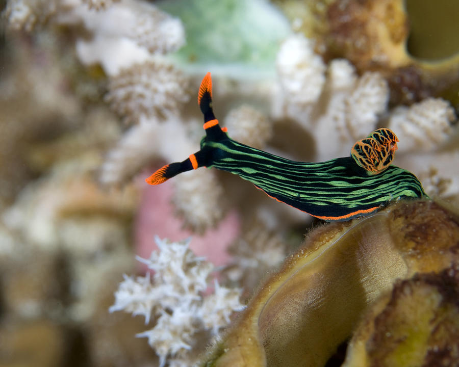Nudibranch Photograph by Ruth Petzold