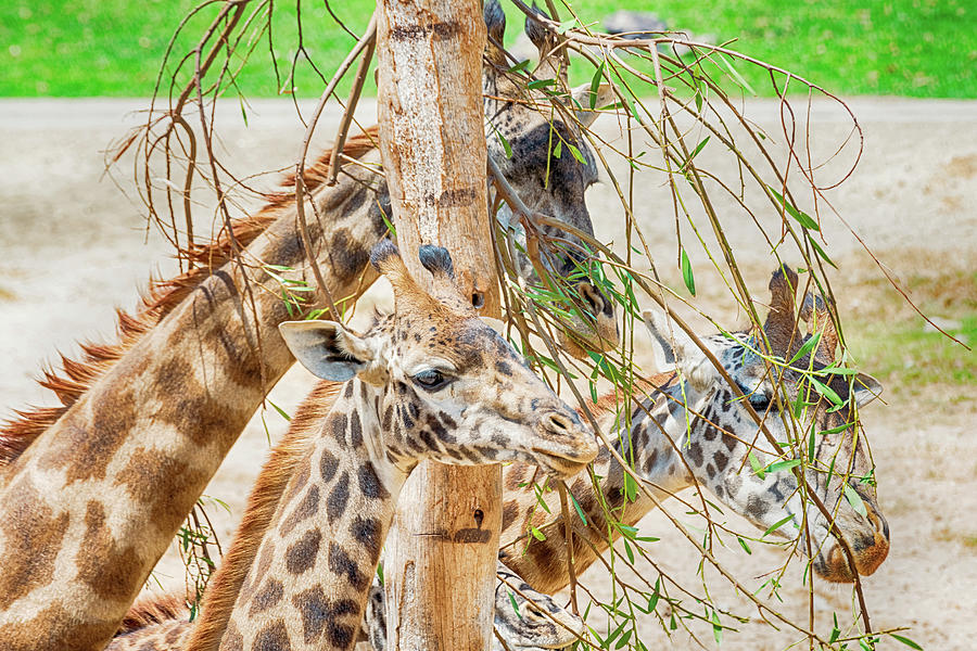 Giraffe Photograph - Nummmers by Camille Lopez
