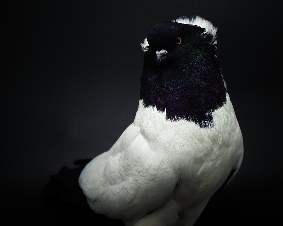 Nun Pigeon Photograph by Nathan Abbott