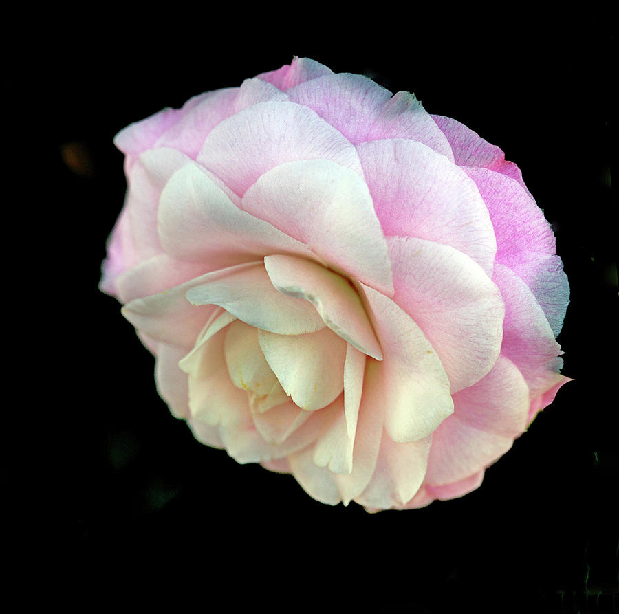 Nunccios pearl camellia Photograph by Floyd Hopper