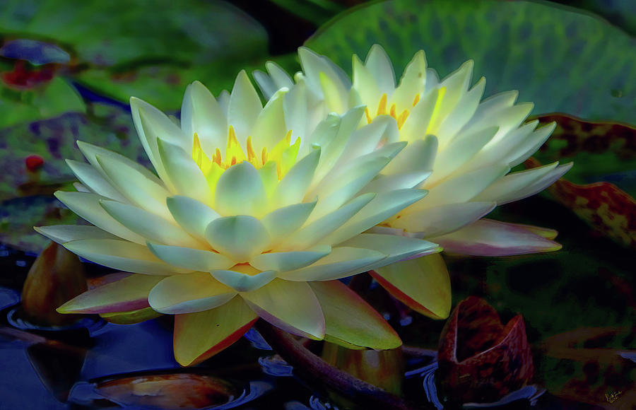 Nuphar Lutea Photograph - Nuphar Lutia by Rick Lawler Nuphar Lutea Photograph - Nuphar Lutia by Rick Lawler