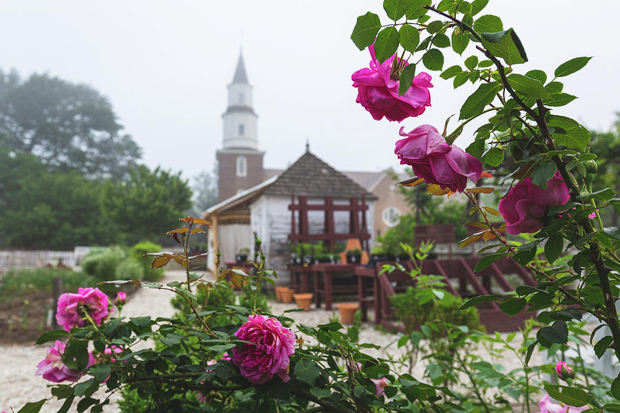 Rose Photograph - Nursery Garden Roses by Rachel Morrison