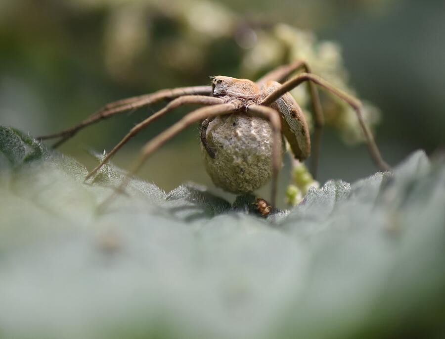 Nursery Web Spider With Young  Photograph by Neil R Finlay