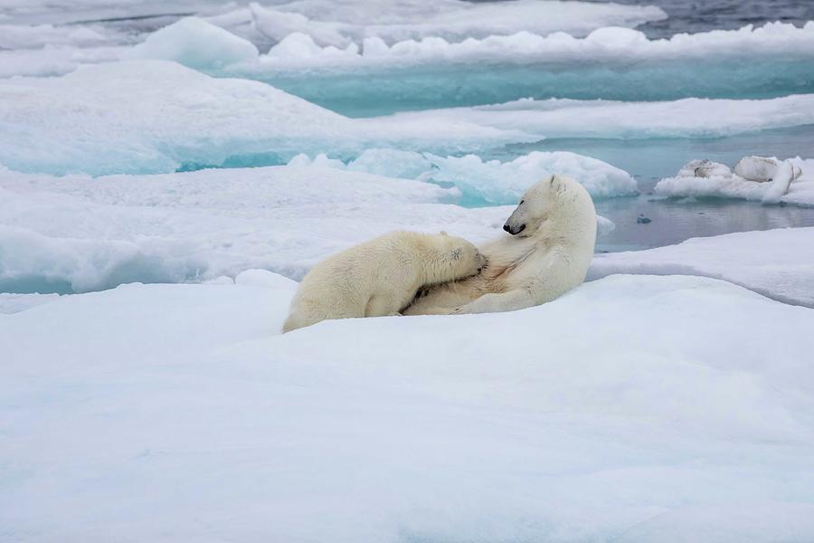 Nursing Polar Bear Cub Photograph By Karen Foley - Fine Art America