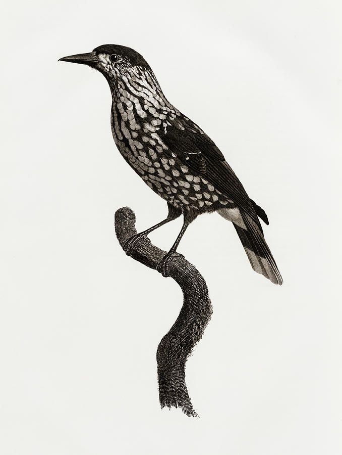 Nutcracker -  Vintage Bird Illustration - Birds Of Paradise - Jacques Barraband - Ornithological Art Digital Art by Studio Grafiikka
