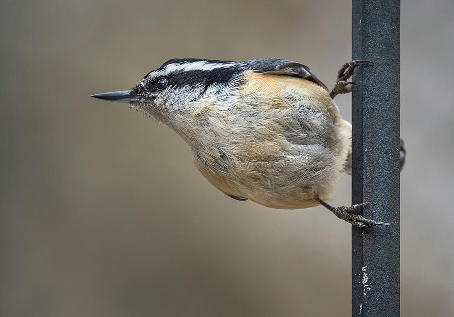 Nuthatch 1 Photograph By Greg Nyquist Fine Art America