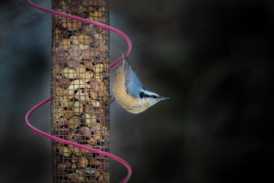 Nuthatch at the Feeder Photograph by Bill Cubitt