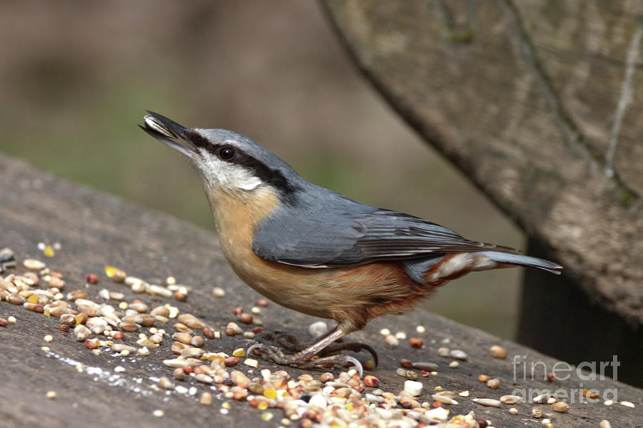 Nuthatch benched Photograph by Baggieoldboy