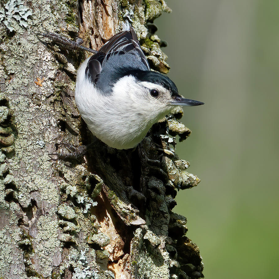 Nuthatch Clings to a Tree-Square Photograph by Flinn Hackett
