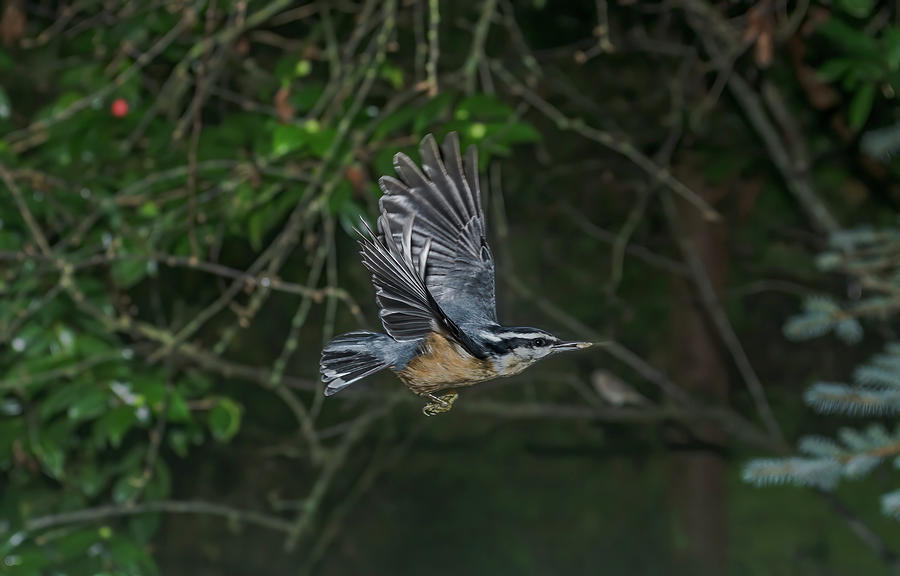Nuthatch Flying With Seed Photograph