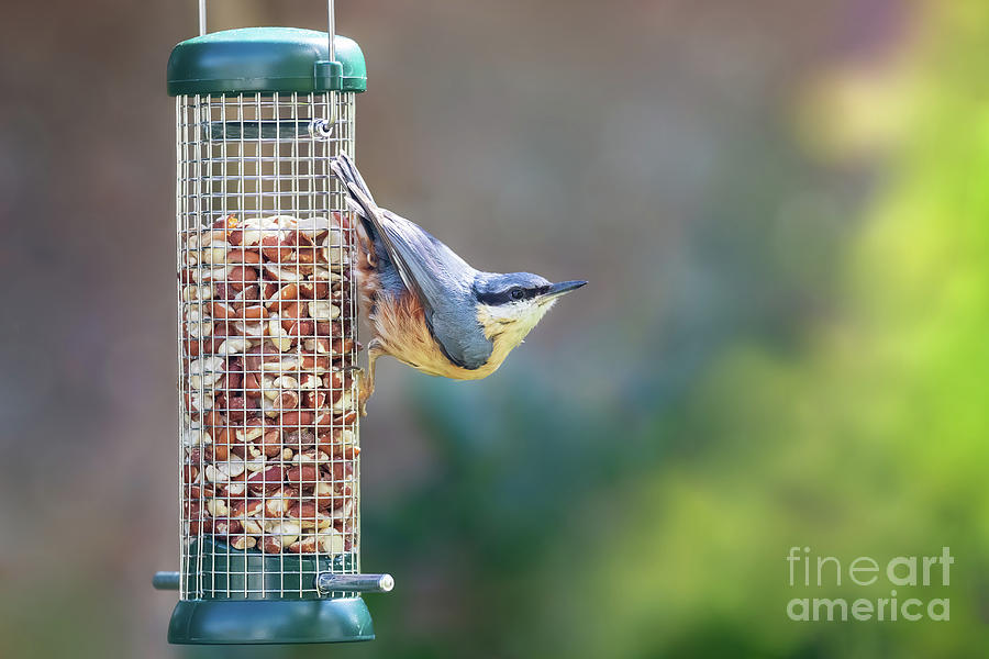 Nuthatch hanging from a peanut feeder in Hampshire, UK Photograph by Jane Rix