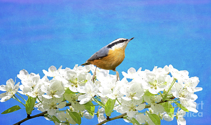 Red Breasted Nuthatch Photograph - Nuthatch in Apple Tree by Laura D Young