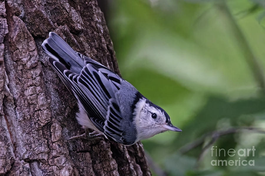 Nuthatch in Minnesota State Park Photograph by Natural Focal Point Photography