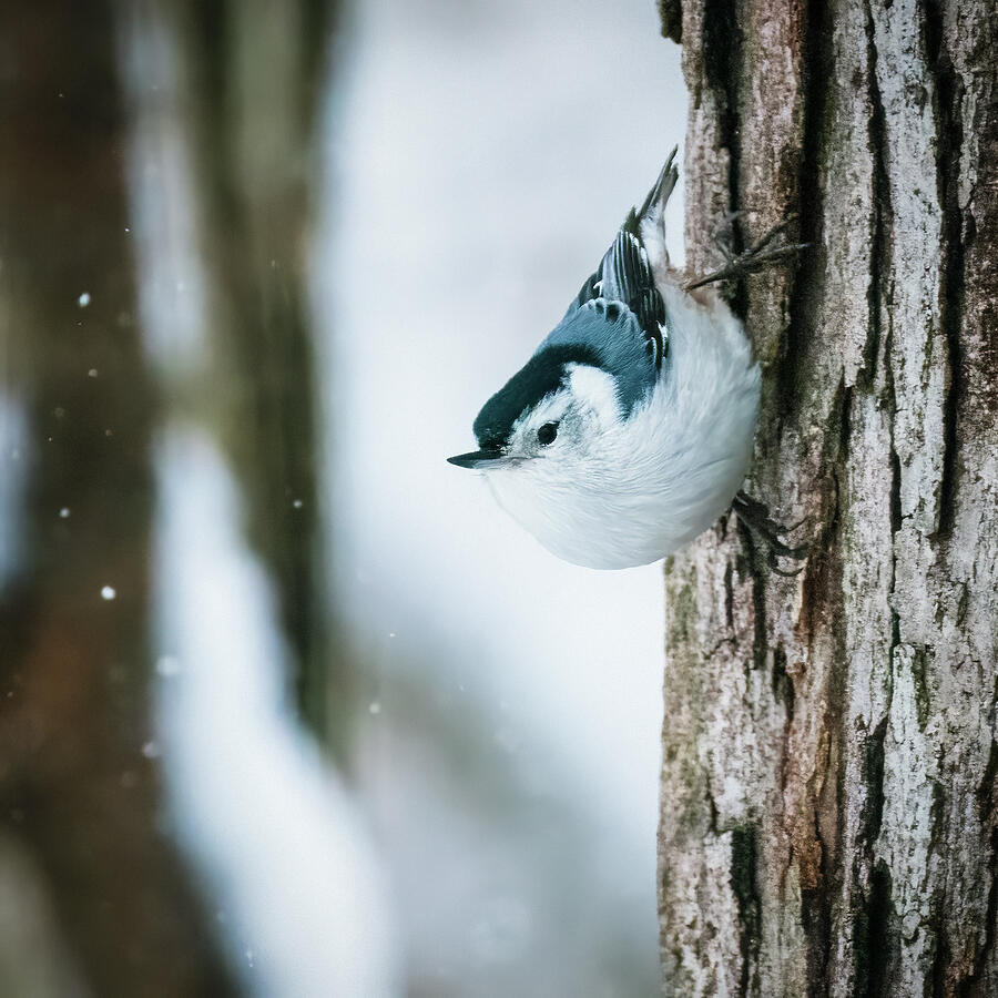 Nuthatch in Snow Photograph by Karen Smale Nuthatch in Snow Photograph by Karen Smale