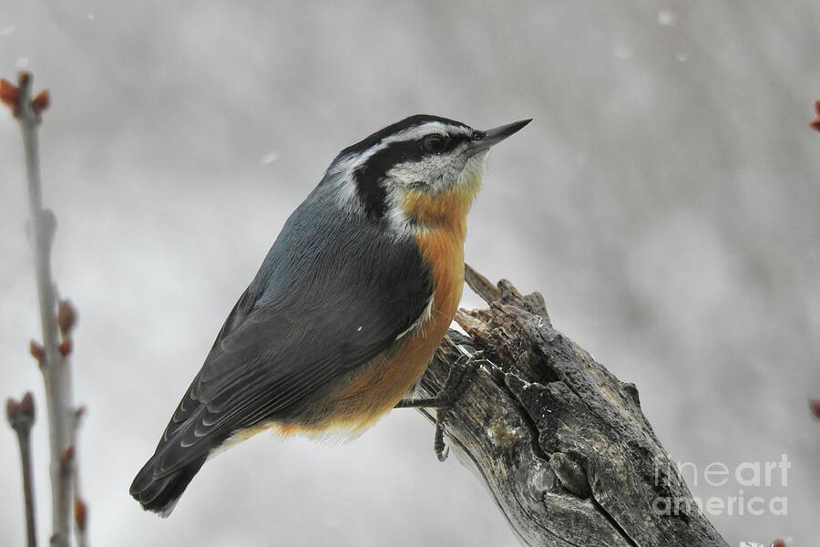 Nuthatch in the snow Photograph by Nicola Finch