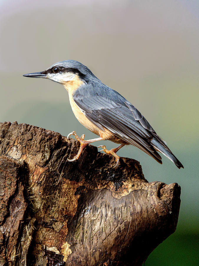 Wildlife Photograph - Nuthatch by John Fotheringham