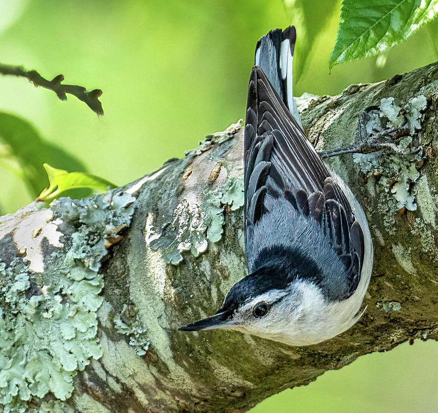 Nuthatch Photograph by Lee Alloway