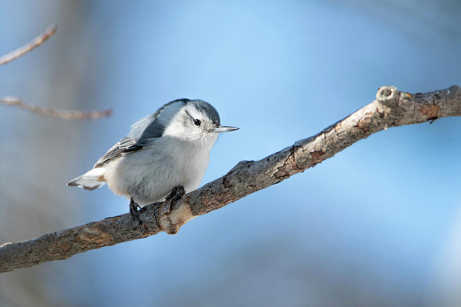 Nuthatch on A Branch Photograph by Bridget Waldron