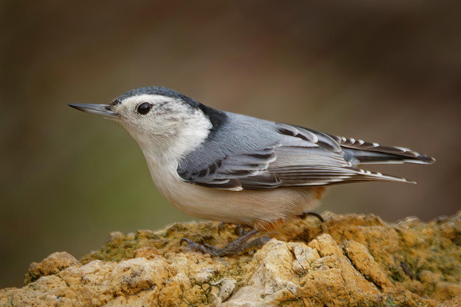 Nuthatch On A Rock Photograph by Ray Congrove