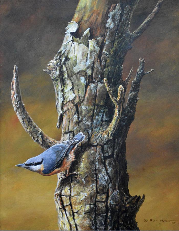 Nuthatch on tree Painting by Alan M Hunt