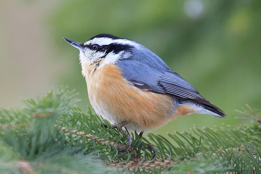 Nuthatch Photograph by Paul Schultz