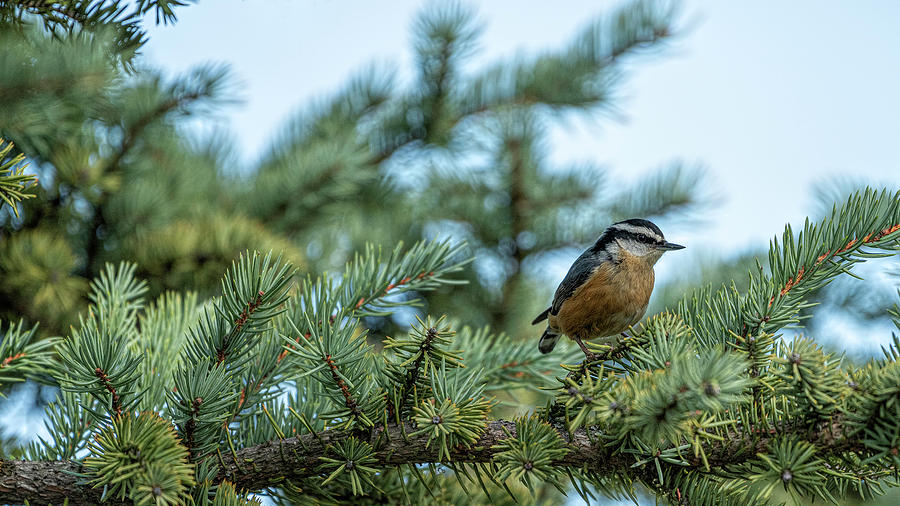 Nuthatch Posing Photograph by Pamela Dunn-Parrish