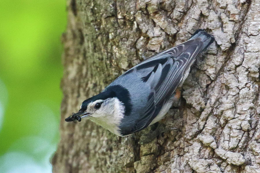 Nuthatch with A Bug Photograph by Debbie Storie | Fine Art America