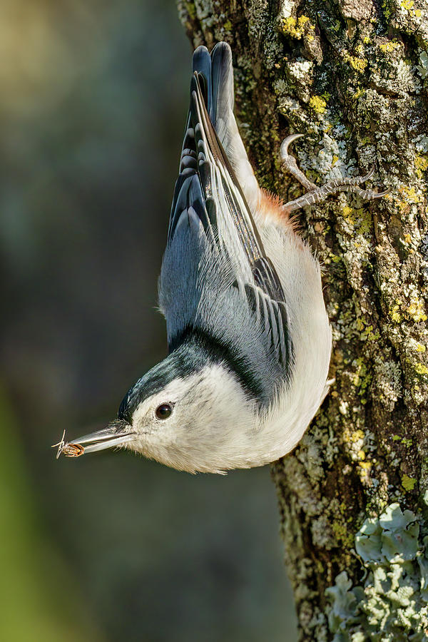 Nuthatch with prey Photograph by Nick DiGennaro - Fine Art America