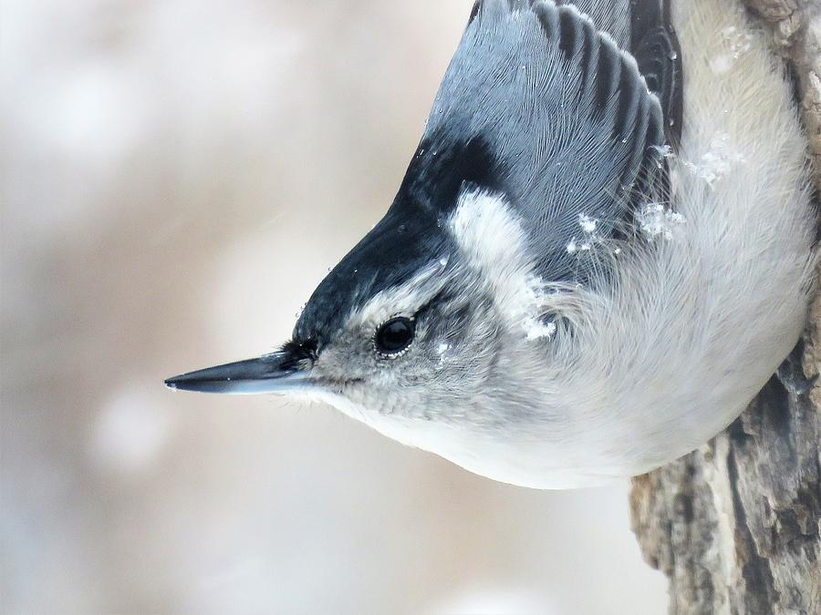 Nuthatch with Snowflakes Photograph by Lori Frisch