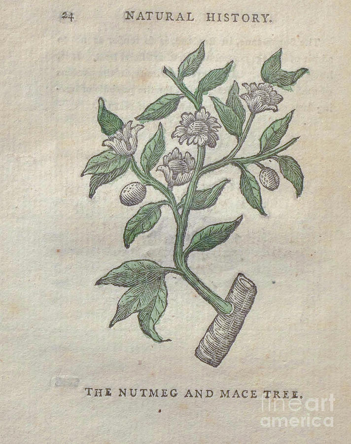 Nutmeg and Mace Tree t5 Drawing by Botany