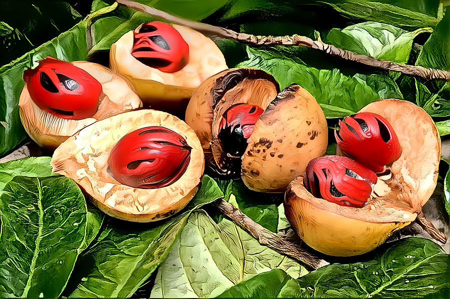 Nutmeg Digital Art by ART of ZNEROL - Fine Art America