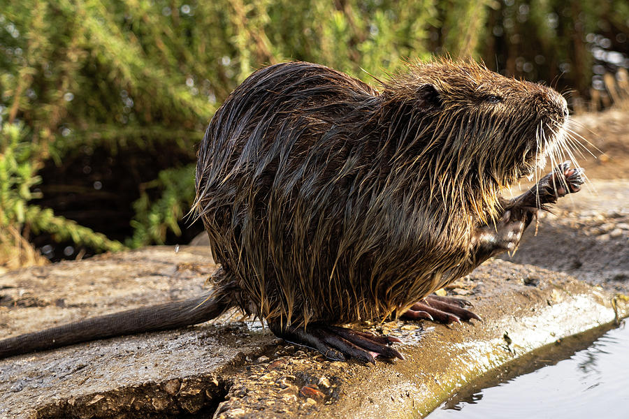 Life at a glance. Nutria 4. Photograph by Nina Kulishova - Fine Art America