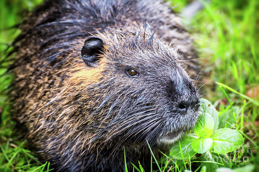 Nutria Myocastor Coypus animal close-up in wild nature in french swamps