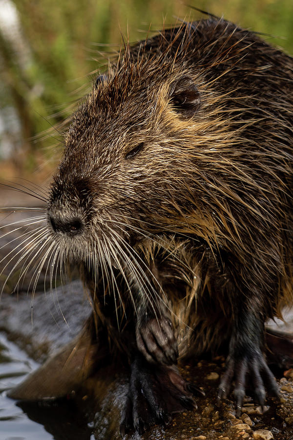 Life at a glance. Nutria. Photograph by Nina Kulishova - Fine Art America