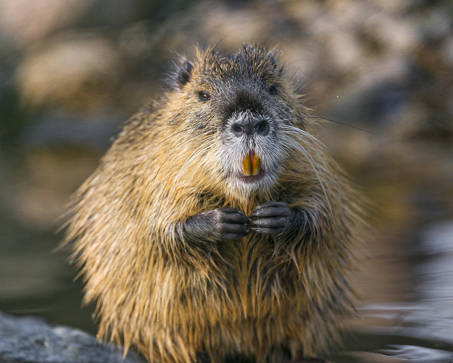 Nutria with hands joined Photograph by Picture by Tambako the Jaguar