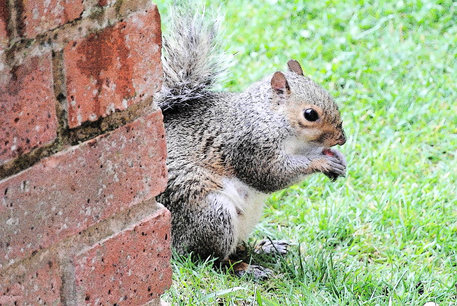 Nuts Behind The Wall D Photograph by Lynne Iddon - Fine Art America