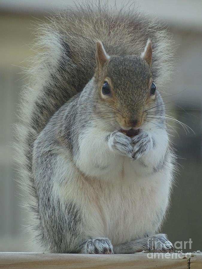 Nuts For Lunch Photograph by Lainie Wrightson
