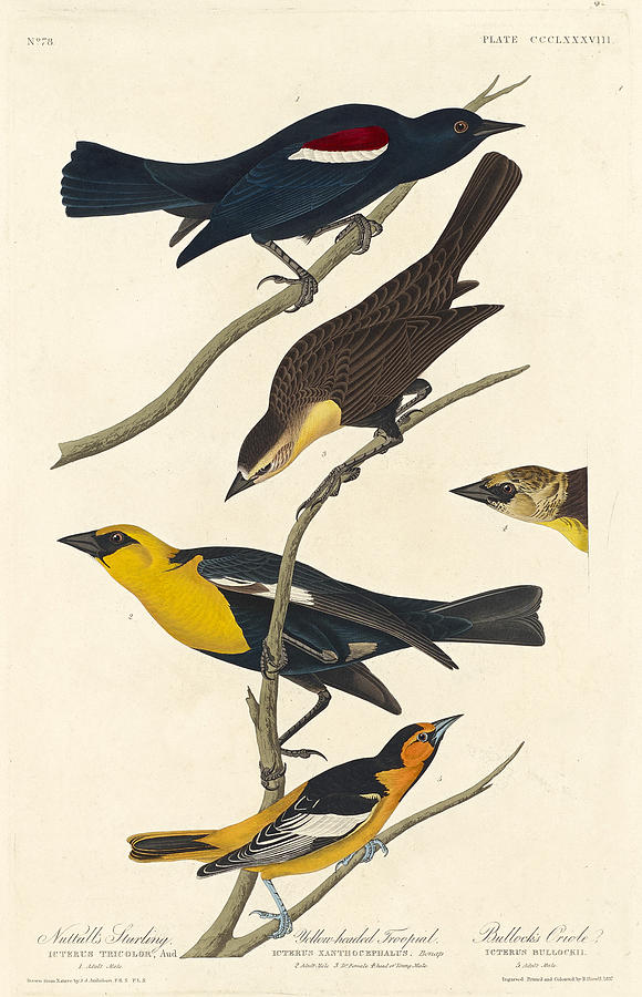 Nuttalls Starling, Yellow-headed Troopial and Bullocks Oriole Drawing by Robert Havell