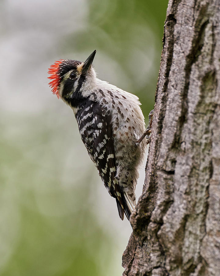 Nuttall's Woodpecker, Sacramento County California Photograph by Doug Herr