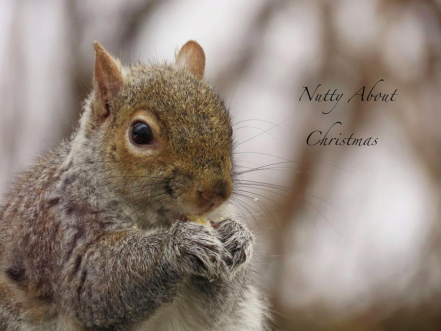 Nutty About Christmas Photograph by Rebecca Grzenda