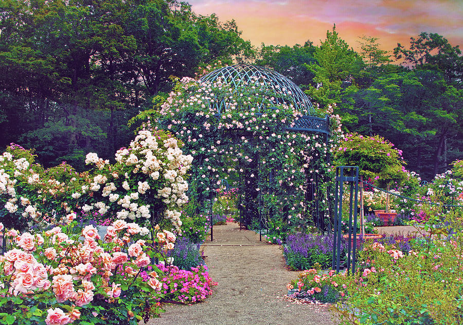 Rose Garden Gloaming Photograph by Jessica Jenney