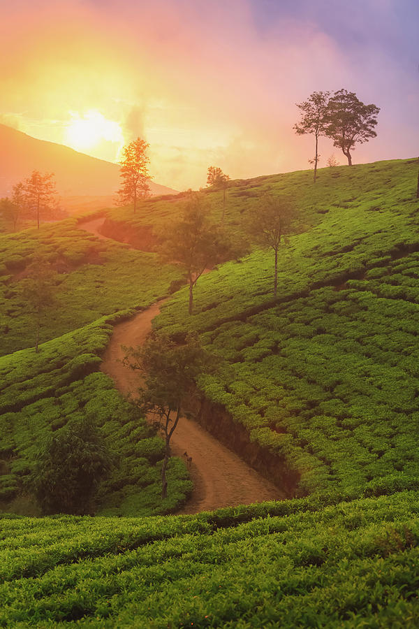 Nuwara Eliya Sunset, Sri Lanka Photograph by Stephen Bridger - Fine Art ...