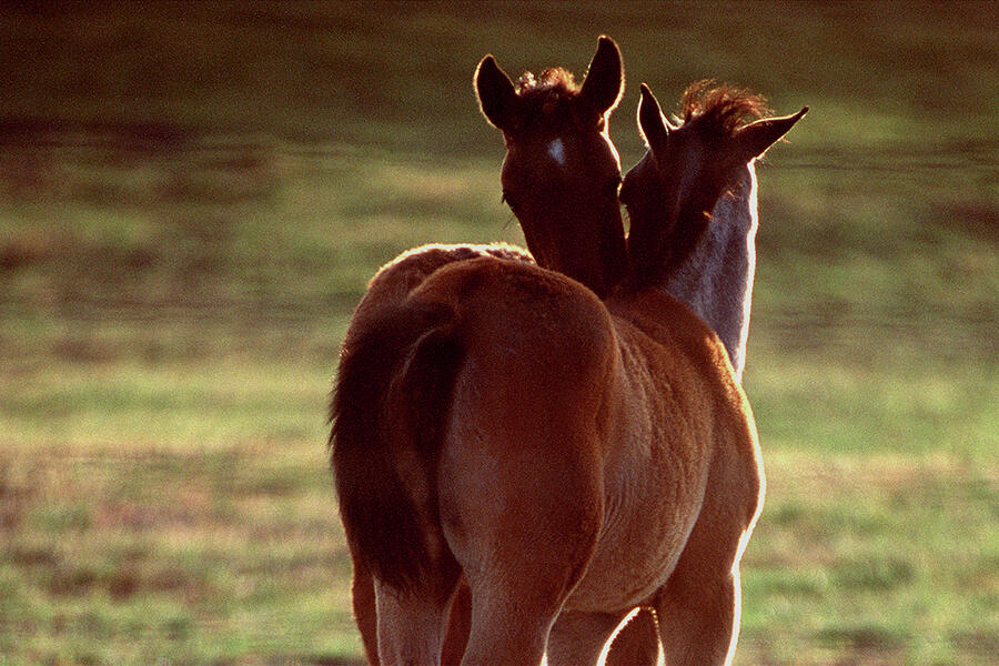 Nuzzling Photograph by Engle Meredith Nuzzling Photograph by Engle Meredith