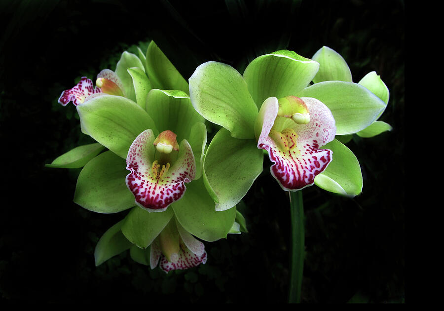 Flower Photograph - Cymbidium Orchid Duet by Jessica Jenney