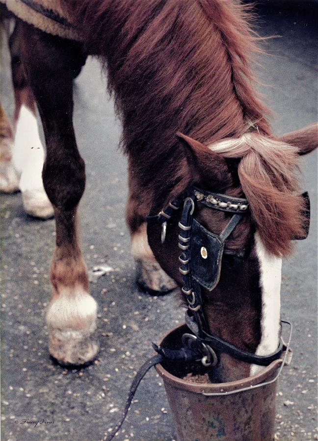 NYC Carriage Horse, Bucket Lunch. Photograph by Tracey Vivar