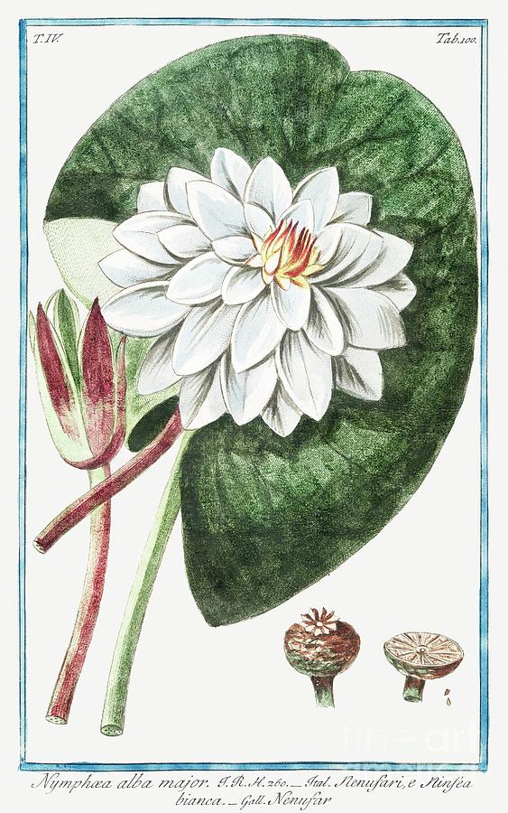 Nymphaea Alba Major by Bonelli. Painting by Bonelli