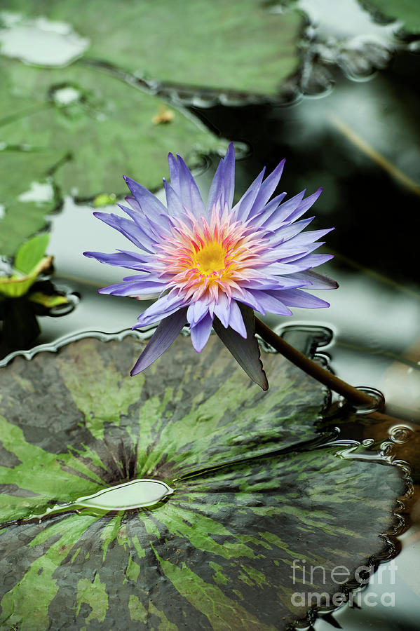 Nymphaea Foxfire Waterlily  Photograph by Tim Gainey