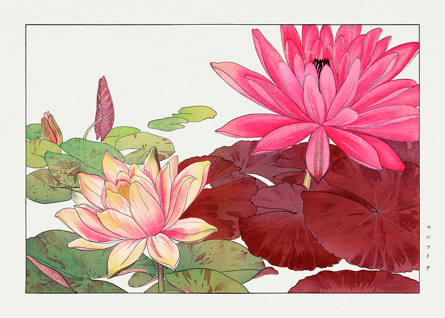 Nymphaea lotus - Ukiyo e art - Vintage Japanese woodblock art - Seiyo SOKA ZUFU by Tanigami Konan Digital Art by Studio Grafiikka