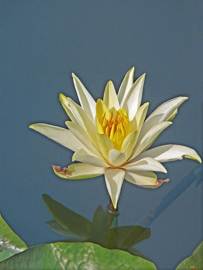 Nymphaea odorata, White Lotus, Water Lilly Photograph by Yogesh_more