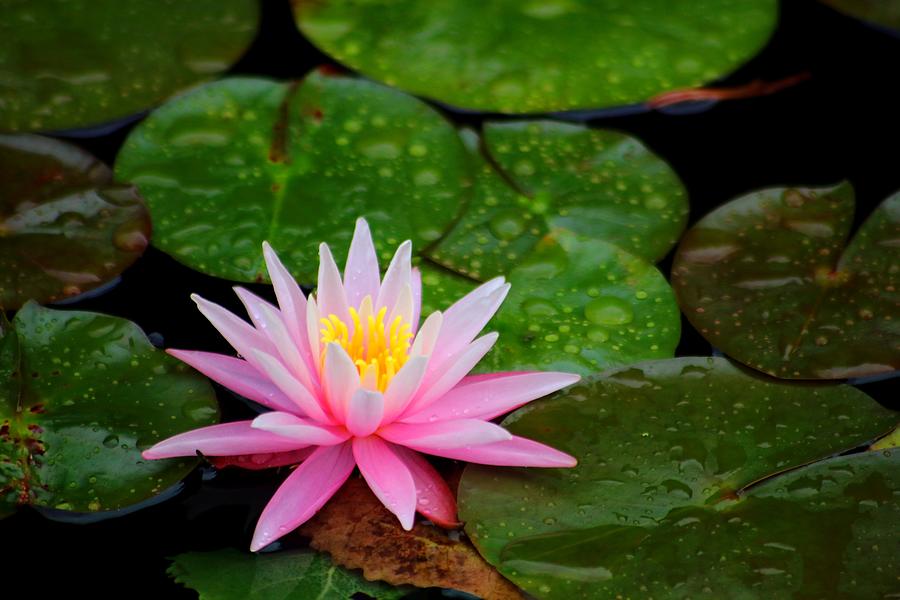 Nymphaea Pink Sensation Hardy Water Lily Photograph by LaDonna McCray